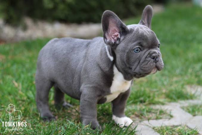 CLAMA LUNA, Blue