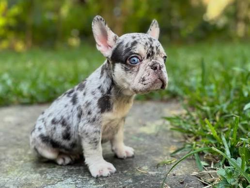CLAMA ZEUS, Blue Merle