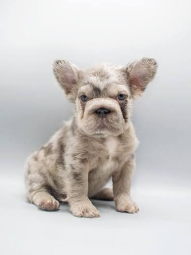 CLAMA NOVA, Lilac Fluffy